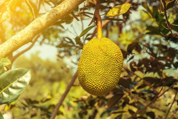 Jack fruits suspendus dans un jardin de fruits tropicaux — Photo