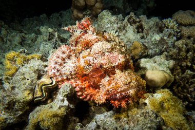 Bir mercan kayalığı, Red sea, Mısır yalan zehirli akrep balıkların kapatın. Sualtı fotoğrafçılığı.
