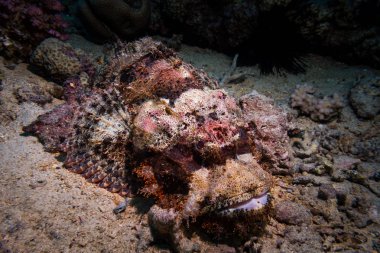 Bir mercan kayalığı, Red sea, Mısır yalan zehirli akrep balıkların kapatın. Sualtı fotoğrafçılığı.