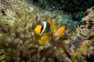 Palyaço balığı veya onların muhteşem deniz anemone bir renkli mercan, Red sea, Mısır üzerinde yaşayan tehlikede.