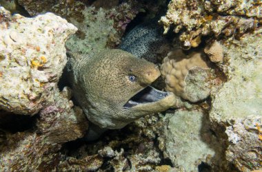 Gece, Red sea, Mısır mercanlar içinde onun delikten bir dev Müren balığı eğildi. Sualtı fotoğrafçılığı.