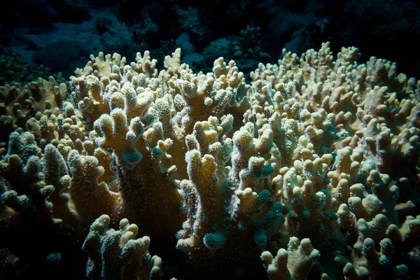 Закрыть Кораллы Рифе Красном Море Египет — стоковое фото