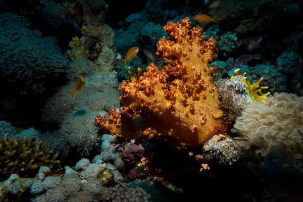 Κλείσιμο Μέχρι Όμορφο Κοράλλια Στο Υφάλου Στην Thered Θάλασσα Αίγυπτος — Φωτογραφία Αρχείου