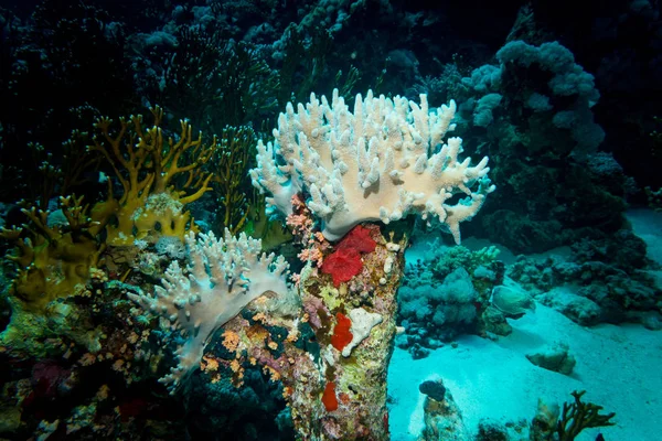 Cerca Hermosos Corales Arrecife Mar Rojo Egipto — Foto de Stock