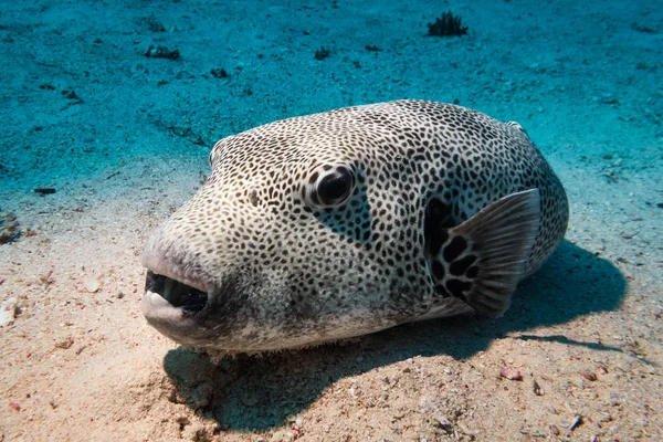 Αστέρι Stellate Puffer Arothron Στον Βυθό Της Θάλασσας Βράδυ — Φωτογραφία Αρχείου