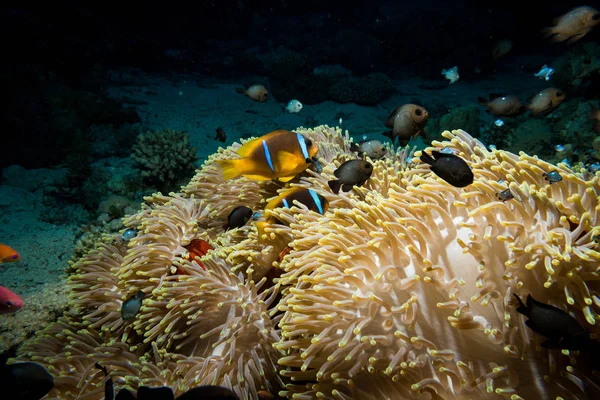 Bohóchal Vagy Anemonefish Csodálatos Tengeri Kökörcsin Színes Korallzátonyok Red Sea — Stock Fotó