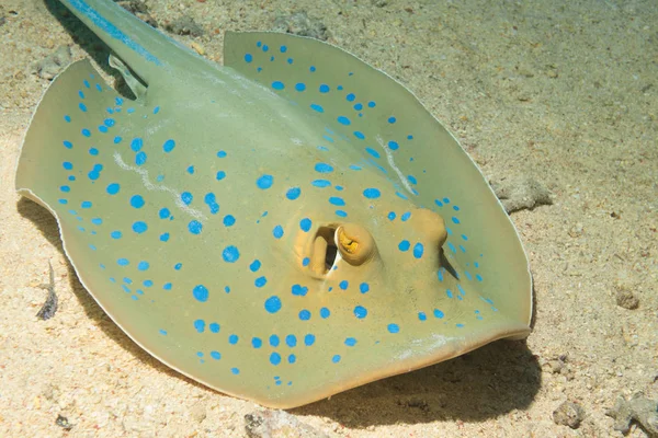 Bluespotted stingray avlanma gece, Red sea, Mısır, bir dalgıç ışığında kapatın. Sualtı fotoğrafçılığı.