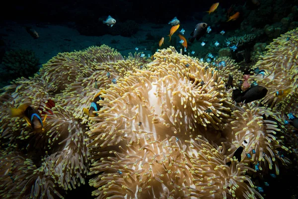 Clownfish or anemonefish living in their magnificent sea anemone on a colorful coral reef, Red sea, Egypt.