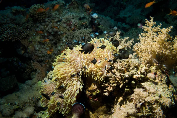 Palhaço Anemonefish Vivendo Sua Magnífica Anêmona Mar Recife Coral Colorido — Fotografia de Stock