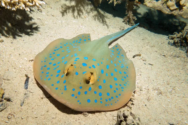 Bluespotted Stingray Hunting Light Diver Night Red Sea Egypt Underwater — Stock Photo, Image