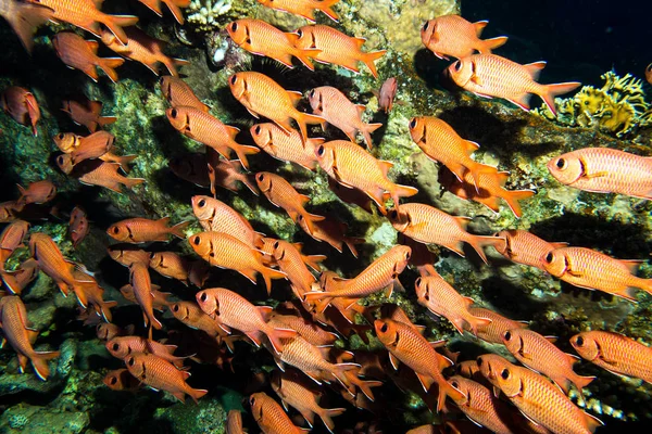 Iskola Piros Hal Általánosan Ismert Mint Blotcheye Soldierfish Red Sea — Stock Fotó