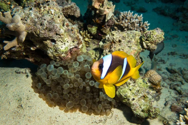 Palhaço Anemonefish Vivendo Sua Magnífica Anêmona Mar Recife Coral Colorido — Fotografia de Stock
