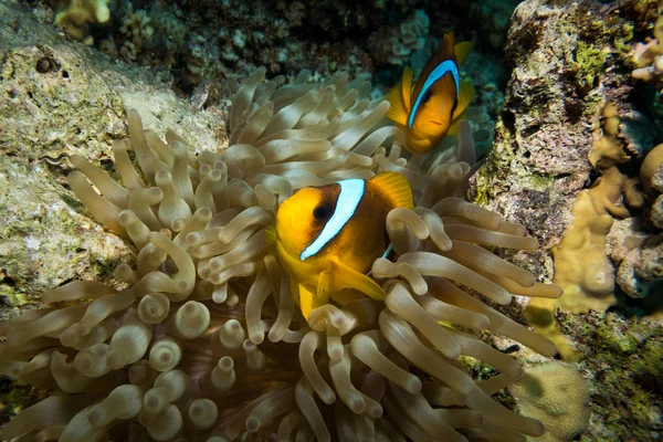 Palhaço Anemonefish Vivendo Sua Magnífica Anêmona Mar Recife Coral Colorido — Fotografia de Stock