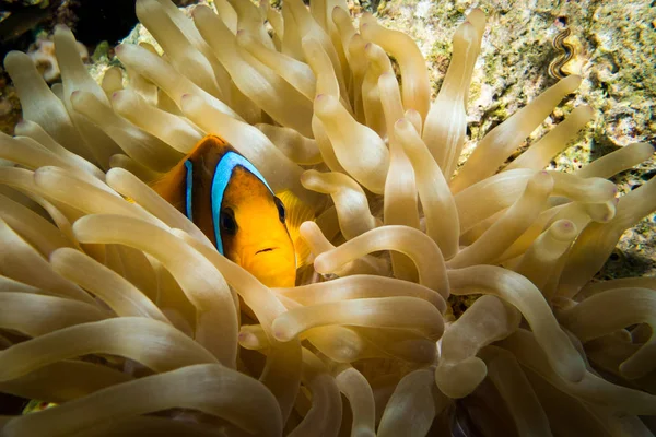 Palhaço Anemonefish Vivendo Sua Magnífica Anêmona Mar Recife Coral Colorido — Fotografia de Stock