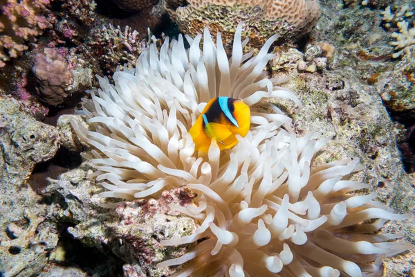 Palyaço balığı veya onların muhteşem deniz anemone bir renkli mercan, Red sea, Mısır üzerinde yaşayan tehlikede.