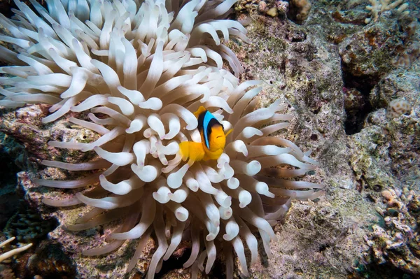 Palhaço Anemonefish Vivendo Sua Magnífica Anêmona Mar Recife Coral Colorido — Fotografia de Stock