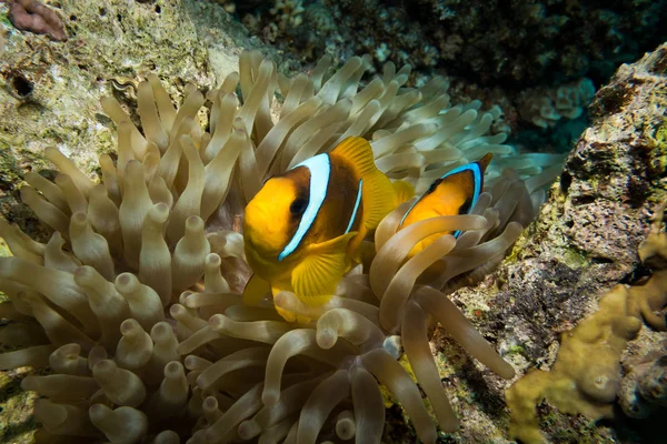 Clownfish or anemonefish living in their magnificent sea anemone on a colorful coral reef, Red sea, Egypt.