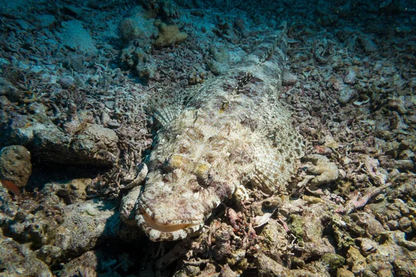 Close Peixes Crocodilo Deitado Recife Coral Mar Vermelho Egito Full — Fotografia de Stock