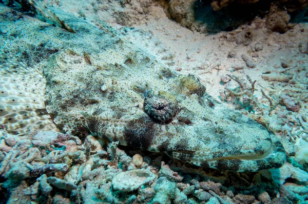 Κοντινό Πλάνο Της Δηλητηριώδες Ψάρι Scorpion Ξαπλωμένος Ένα Κοραλλιογενή Ύφαλο — Φωτογραφία Αρχείου