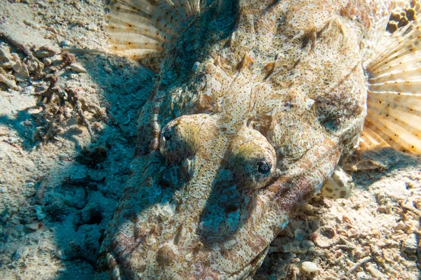 Κοντινό Πλάνο Της Κροκόδειλος Ψάρια Ξαπλωμένος Ένα Κοραλλιογενή Ύφαλο Ερυθρά — Φωτογραφία Αρχείου