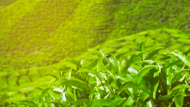 Zelený čaj, čerstvé listy. Čajové plantáže s efektem světlice. Přírodní pozadí se sluneční erupcí.