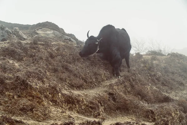 Beautiful male yak with big horns and black fur stands on a fog mountain hill slope of Himalaya, Nepal. Himalaya landscape and mountain views.