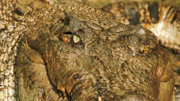 Közelkép a krokodilarcról. Nagy krokodil fekszik a folyónál. Vadon élő természet állomány felvételek.