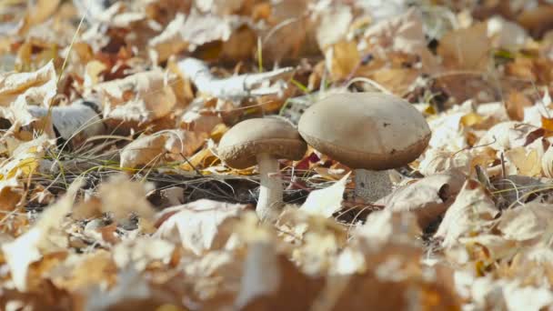 Közelkép az ehető erdei gombákról - Barna boletus gomba őszi erdőkben, sárga háttérrel