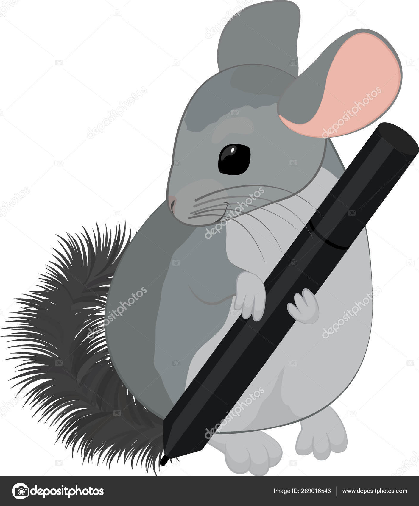 Chinchilla Vector Art Stock Images Depositphotos