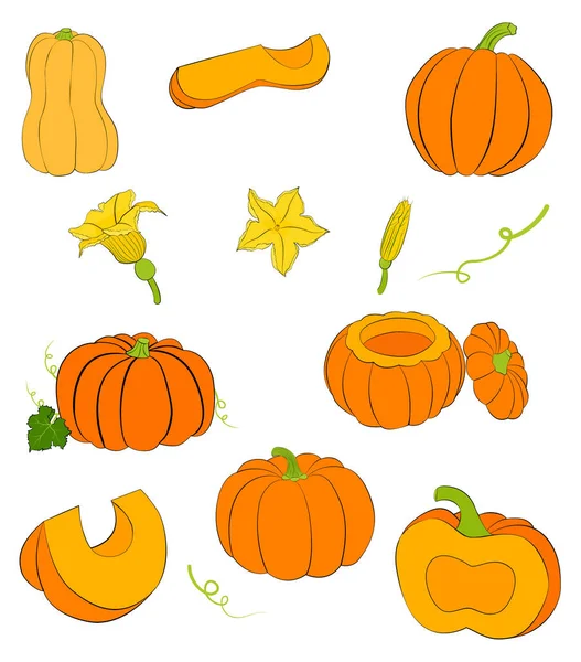 Calabaza Naranja Con Contorno Negro Entero Rodajas Aisladas Blanco Ilustración — Vector de stock