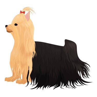 Yorkshire Terrier köpeği beyazda izole edilmiş. çizgi film uzun saçlı Yorkie dog kırmızı yay vektör çizimi ile