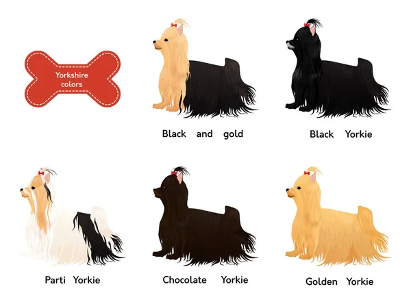 異なる色のセットヨークシャーテリア犬白で隔離されました 赤い弓ベクトルのイラストの漫画のヨーキー — ストックベクタ