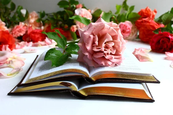 An open book, on the pages lies a pink rose, in the background are many roses and flowers. Reading books in summer and spring.