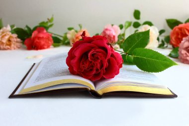 Açık kitap ve kırmızı gül