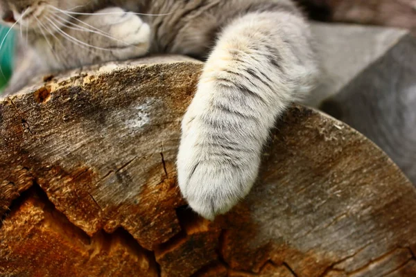 Gray cat paws and fur close-up. Tabby cat sits on a wooden tree.