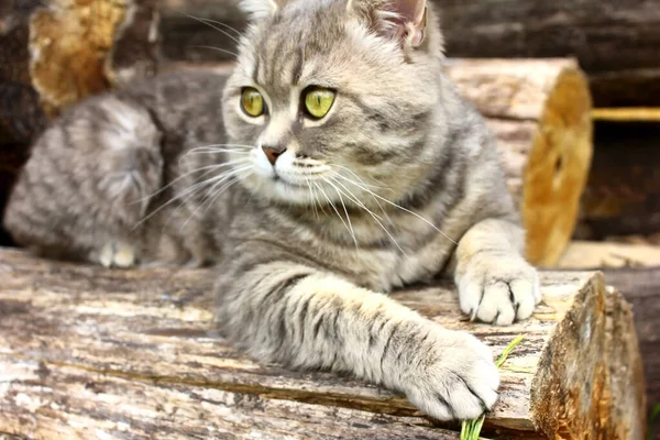 Gray Tabby Cat British Breed Whiskas Lies Log Looks Left — Stock Photo, Image