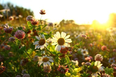 Wildflowers chamomile grass and clover in the field, against the sunset sky. Summer.