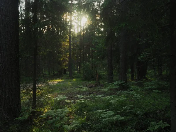 Закат в летнем лесу — стоковое фото