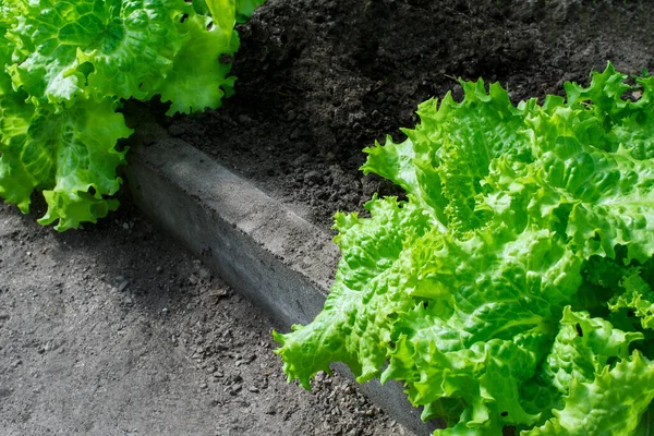 Grüne Und Saftige Salatblätter Auf Einem Beet Gewächshaus — Stockfoto