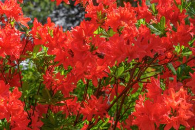 Rhododendron kırmızı çiçeği parkta taze çiçek açıyor. Rododendron çiçek deseni.