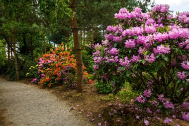 Parktaki Azalea çalıları. Renkli rhododendronlar bahçesi.