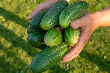 Kadın çiftçinin ellerinde salatalık hasadı. Bir avuç taze salatalık ellerinde..