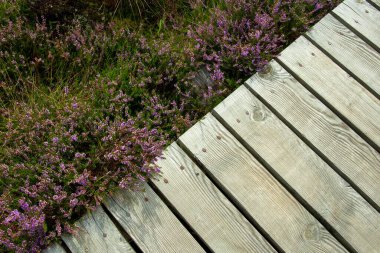 Ahşap bir tahta kaldırım parçası, hemen yanında mor bir funda çiçeği açar. Üst Manzara. Boşluğu kopyala.