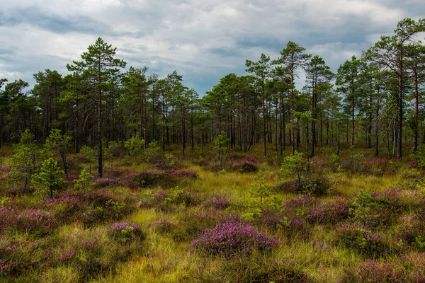 Çam ağaçları ve çiçek açan mor fundalarla dolu sulak arazi.