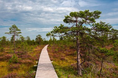 Bataklıkta ahşap bir patika, bataklık çay bitkileri, mor çalılar ve çam ağaçları..