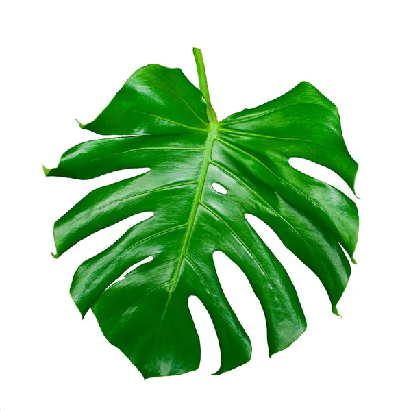 Beyaz arka planda izole edilmiş dev bir yaprak, Monstera deliciosa tropikal yaprak