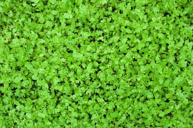 Hardal bitkisi bahçede yetişir, çimenlik bitki ve küçük yapraklar toprağı kaplar..