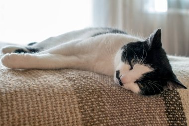 Siyah beyaz bir kedi, arka planda hafif bir zeminde yatıyordu. Seçici odak.