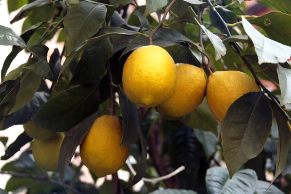 Limón Con Frutas — Foto de Stock