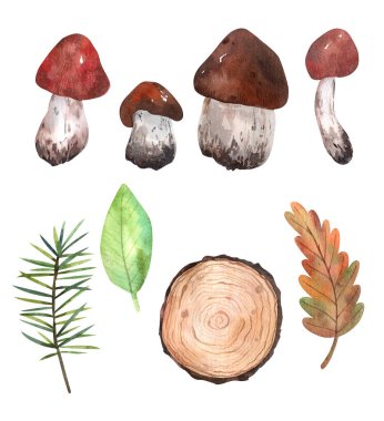 Şirin orman elementleri farklı mantarlar, kesilmiş ağaç, çeşitli kırmızı, yeşil ve gri renkler. Tüm unsurlar dekorasyon ve tasarım için elle çizilmiştir..